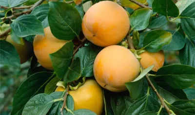 Datolyaszilva „Ragno” 150cm Kakiszilva „Diospyros kaki”