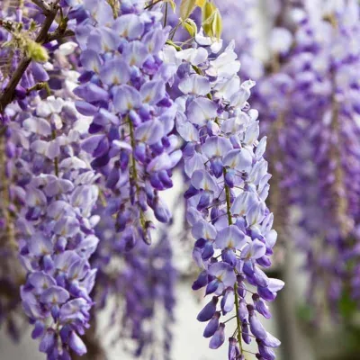 Lilaakác 200cm „Ametysth” Lila „Wisteria sinensis”