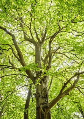 Európai Bükk 100cm „Fagus sylvatica”
