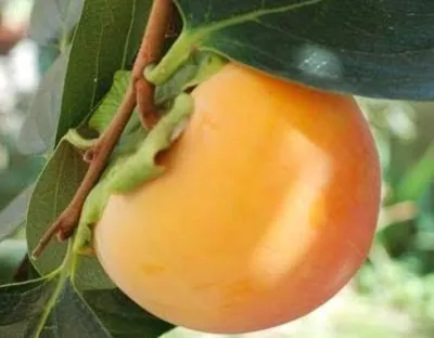 Datolyaszilva „Cioccolatino” 150 cm Kakiszilva „Diospyros kaki”