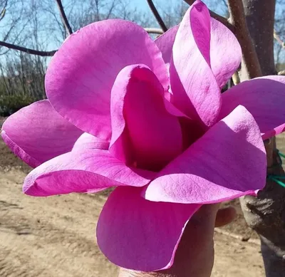 Magnolia „Purple Sensation” 150cm Lilásrózsaszín Liliomfa