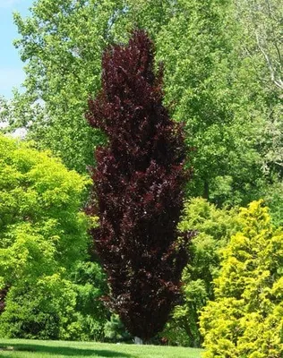 Oszlopos Vérbükk 120cm „Fagus sylvatica Dawyck Purple”