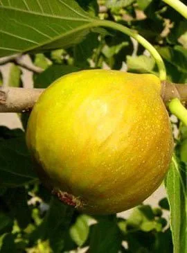 Füge „Dottato” 100 cm „Ficus carica”