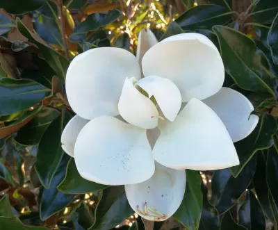Örökzöld magnolia „Gallisoniensis” 100cm „Magnolia grandiflora” (Örökzöld dísznövény)