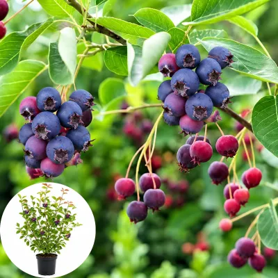 Mézalmácska 30cm „Amelanchier alnifolia” (cserepes gyümölcstermő díszcserje)