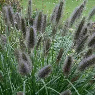 Fekete tollborzfű „Balck Beauty” 30 cm „Pennisetum alopecuroides”