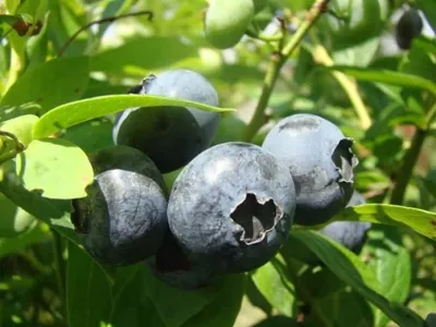 Áfonya „Darrow” 40cm „Vaccinium Corymbosum” Kék áfonya