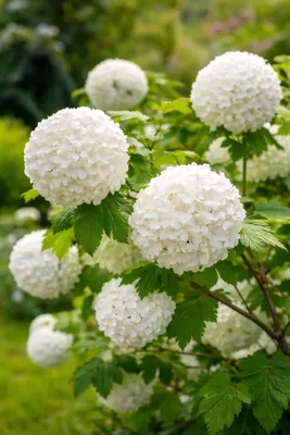 Labdarózsa 50 cm „Viburnum opulus” ‘Roseum’ (cserepes virágzó dísznövény)