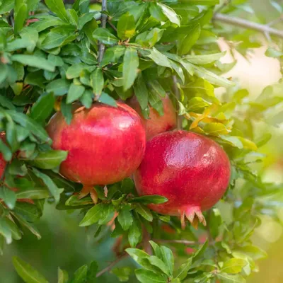 Gránátalma „Wonderful” 30cm „Punica granatum”