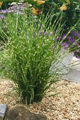 Zebrafű 40-60cm „Miscanthus sinensis Zebrinus”