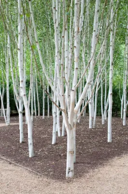 Hófehér kérgű Himalájai nyírfa 200 cm „Betula utilis Jacquemonti” (Konténeres díszfaáru)