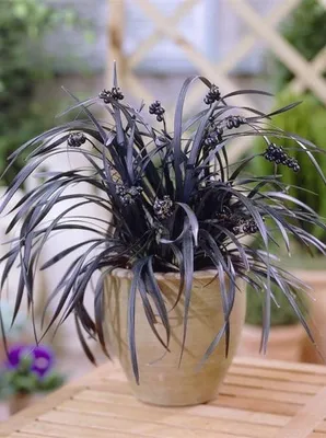 Fekete Kígyószakáll 20cm „Ophiopogon planiscapus Nigrescens” (cserepes díszfűáru)
