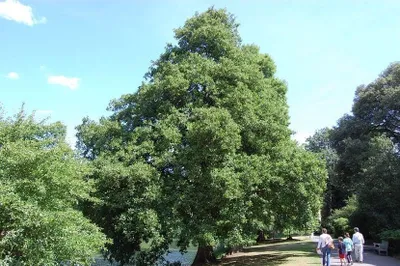 Mézgás Éger 250 cm „Alnus glutinosa” Enyves Éger