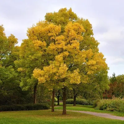 Aranykőris 250cm „Fraxinus excelsior Jaspidea” (Földlabdás)