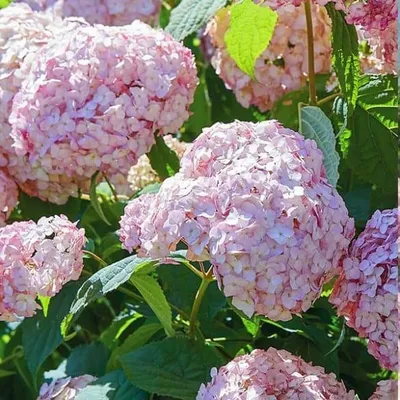 Cserjés Hortenzia „Candybelle Bubblegum” Rágógumi rózsaszín 40-60cm „Hydrangea arborescens”