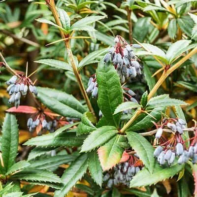 Júlia Borbolya 20-30cm „Berberis julianae” Örökzöld
