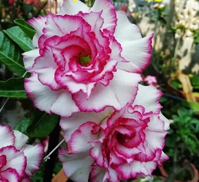 Sivatagi rózsa MAG „Carnation” 10 db „Adenium obesum”