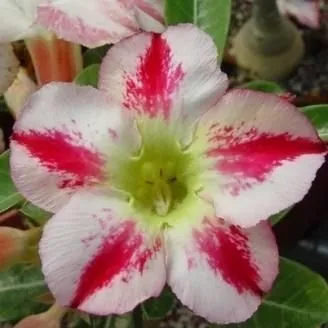 Sivatagi rózsa MAG „Fragrant Delight” 10 db „Adenium obesum”