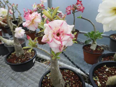 Sivatagi rózsa MAG „Pink Panther” 10 db „Adenium obesum”