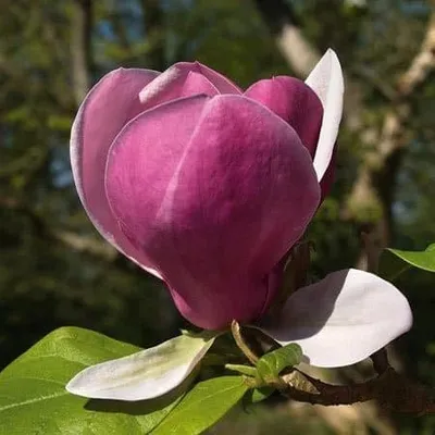 Magnolia 150 cm „Lennei” Liliomfa