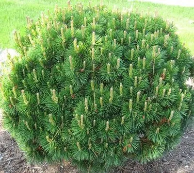 Havasi Törpefenyő 20cm „Pinus mugo Mughus”