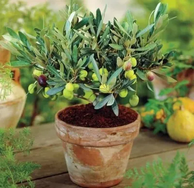 Európai Olajfa 30-40 cm „Olea europaea Aglandaou”