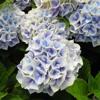 Kerti hortenzia „Candy Blue” Kék-fehér 20-30cm „Hydrangea macrophylla”