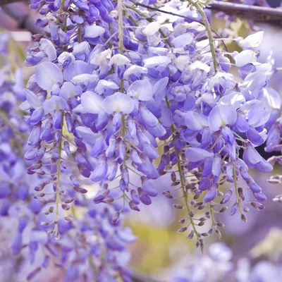 Lilaakác 150cm „Okoyama Fuji” Kék „Wisteria sinensis”