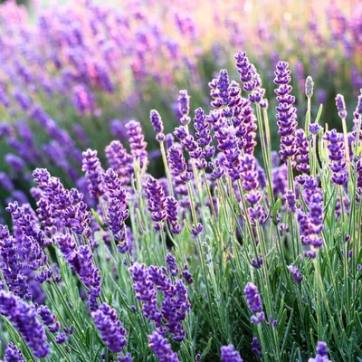 Levendula „Hidcote blue” 10cm „Lavandula angustifolia”