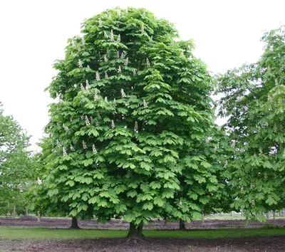 Fehér virágú Vadgesztenye 150cm „Aesculus hippocastanum”