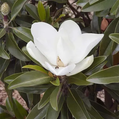 Oszlopos örökzöld magnolia „Alta” 100cm „Magnolia grandiflora”