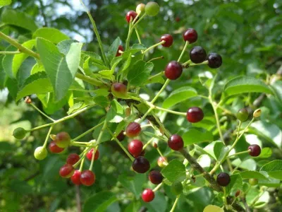 Sajmeggy „Prunus mahaleb” 100cm (Konténeres)