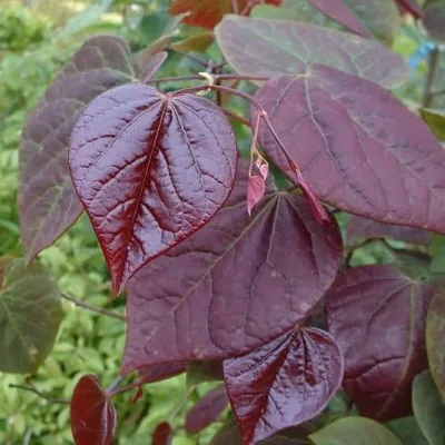 Bordó levelű Júdásfa 250cm „Cercis canadensis Forest Pansy”