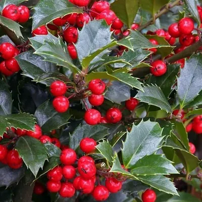 Magyal 30cm „Ilex meserveae Heckenfee” TERMŐS