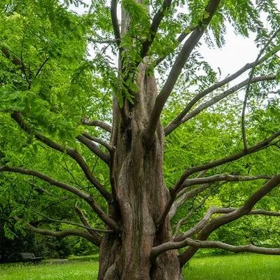 Kínai Mamutfenyő 100 cm „Metasequoia glyptostroboides”