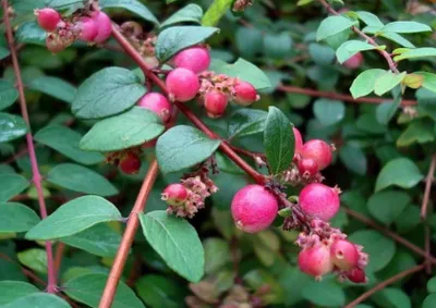 Kislevelű kúszó Hóbogyó 20-30cm „Symphoricarpos chenaultii Hancock”