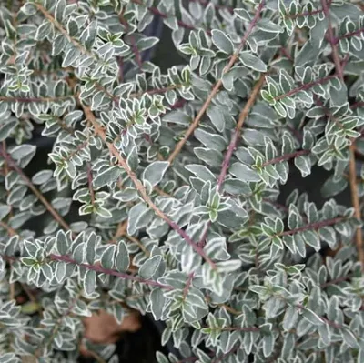 Fehér tarka levelű Terülő Mirtuszlonc 20-30cm „Lonicera nitida Silver Beauty”