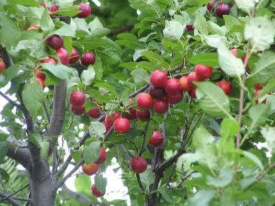 Cseresznyeszilva 150cm „Prunus cerasifera” Mirabolán (Konténeres)