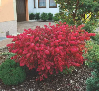 Szárnyas Kecskerágó 30cm „Euonymus alatus”