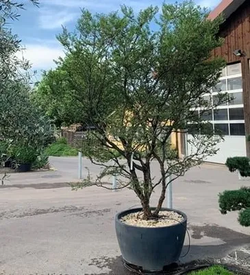 Törpelevelű Kínai Szil 100cm „Ulmus parvifolia Seiju” Bonsai Alany