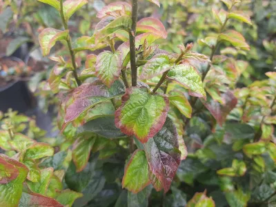 Oszlopos Perzsa Varázsfa 100 cm „Parrotia persica Persian Spire”