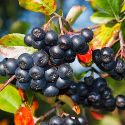 Fekete berkenye „Viking” 30 cm „Aronia melanocarpa Viking”