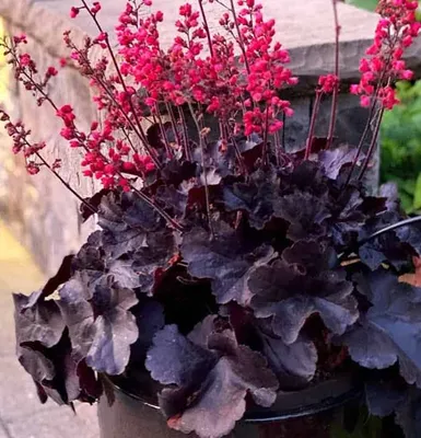 Tűzeső „Black Forest Cake” 20cm „Heuchera”