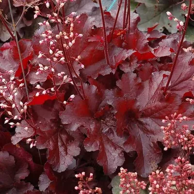 Tűzeső „Forever Red” 20cm „Heuchera”