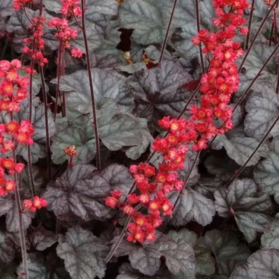 Tűzeső „Hollywood” 20cm „Heuchera”