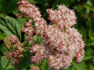 Cserjés Hortenzia „Pink pincushion” Halványrózsaszín 30-40cm „Hydrangea arborescens”