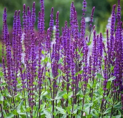 Ligeti zsálya „Caradonna” 30cm „Salvia nemorosa Caradonna” (I. oszt dísznövényáru)