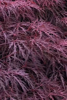 Japán Juhar „Inaba Shidare” 100cm „Acer palmatum” Bordó szeldelt levelű japánjuhar