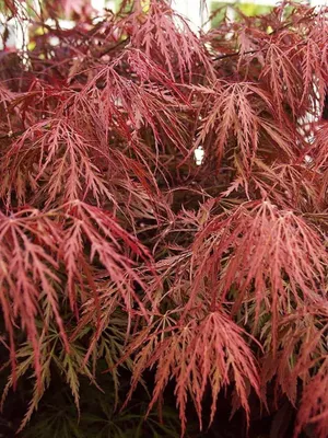 Japán Juhar „Red Garnet” 100cm „Acer dissectum” Vörös szeldlet levelű japánjuhar