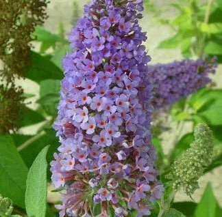 Nyári Orgona „Lochinch” LILÁSKÉK 30-40cm „Buddleia davidii”